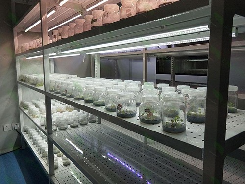 都江堰植物组织培养实验室设计建设方案
